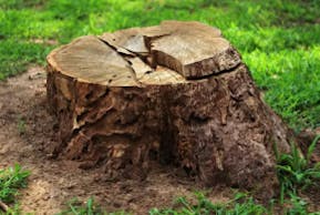 Tree Stump Removal