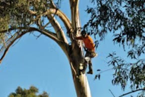 Tree Pruning